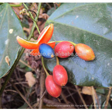 El mejor precio Extracto de Erythropalum Scandens de China